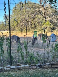 Deer viewed from back porch