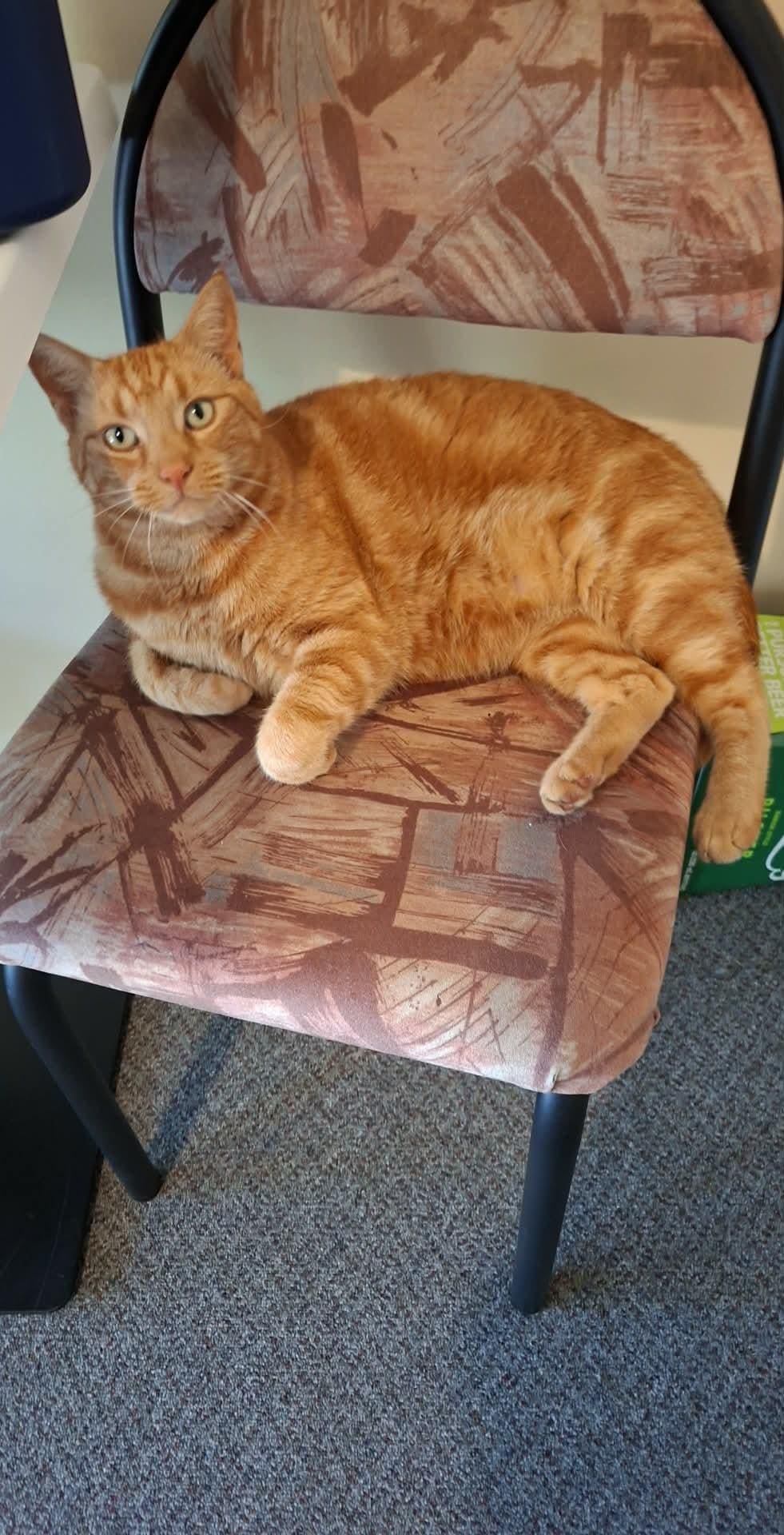 The resident cat was an absolute joy
Made us feel so welcome