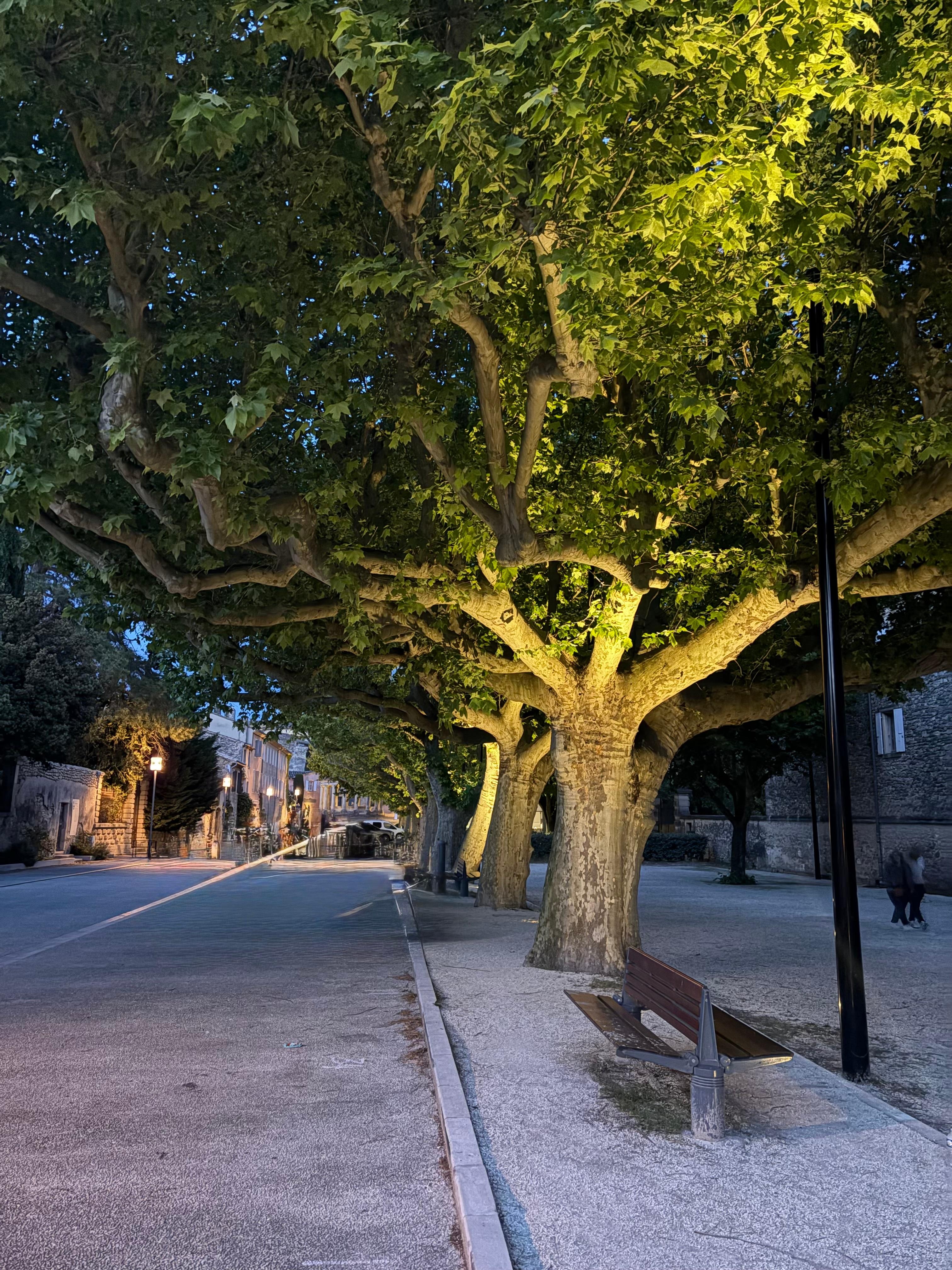 Allé de platanes à Grignan