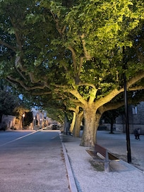 Allé de platanes à Grignan