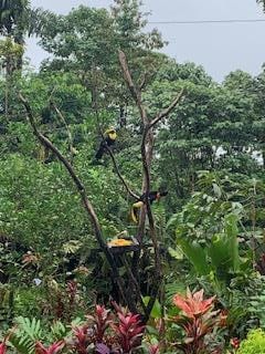 Yellow-throated toucan pair at feeder