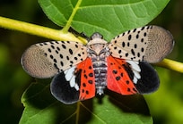 Spotted lanternfly is a pest! They were everywhere in Scranton!