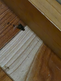 dead flies everywhere