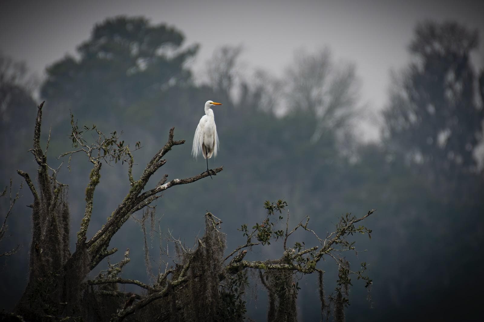 Lots of wildlife to enjoy