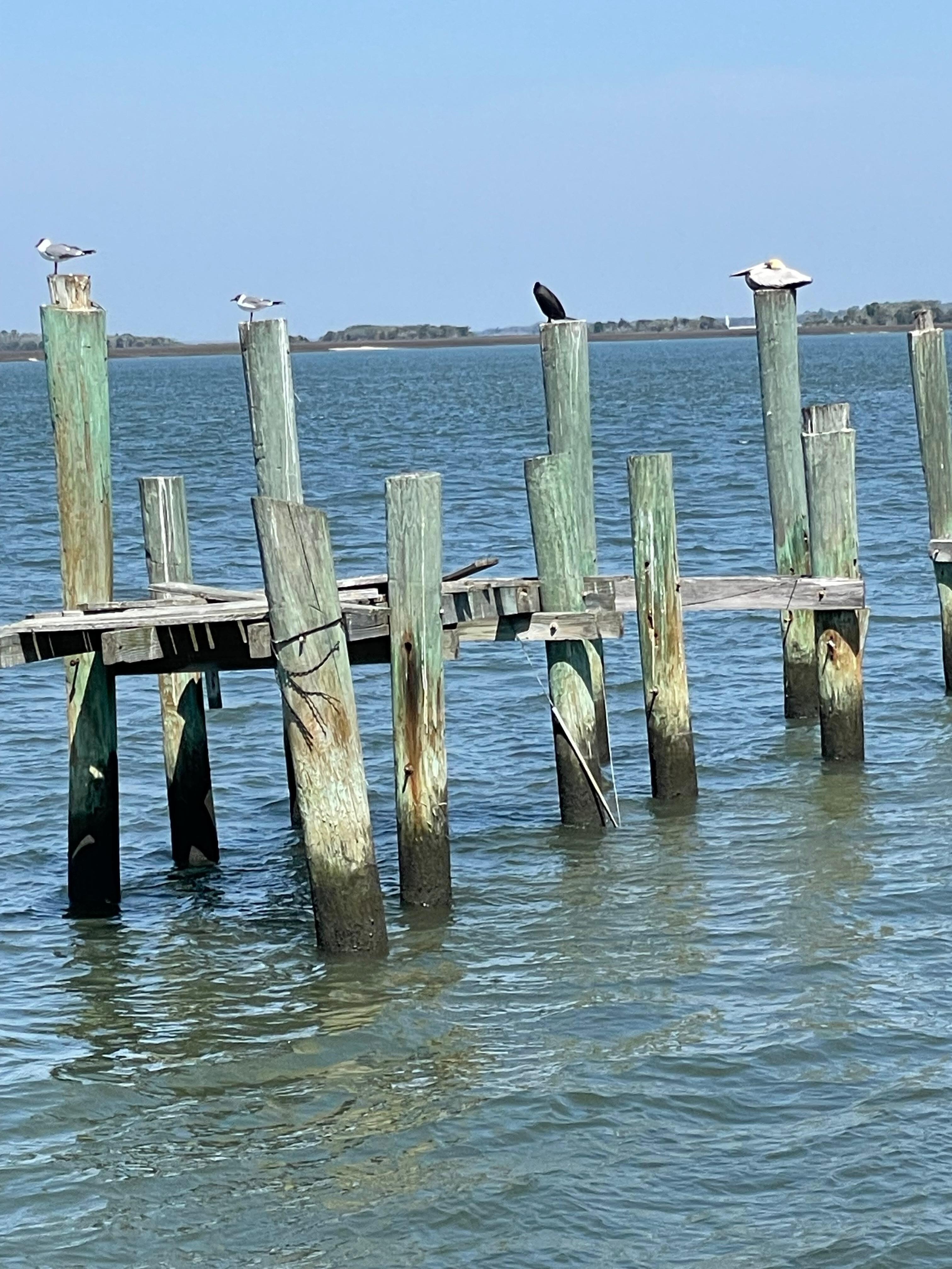 Harbor at Fernandina Beach was busy!