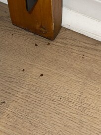 Bed bugs