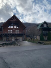 Two Elk on the property across the street from us!