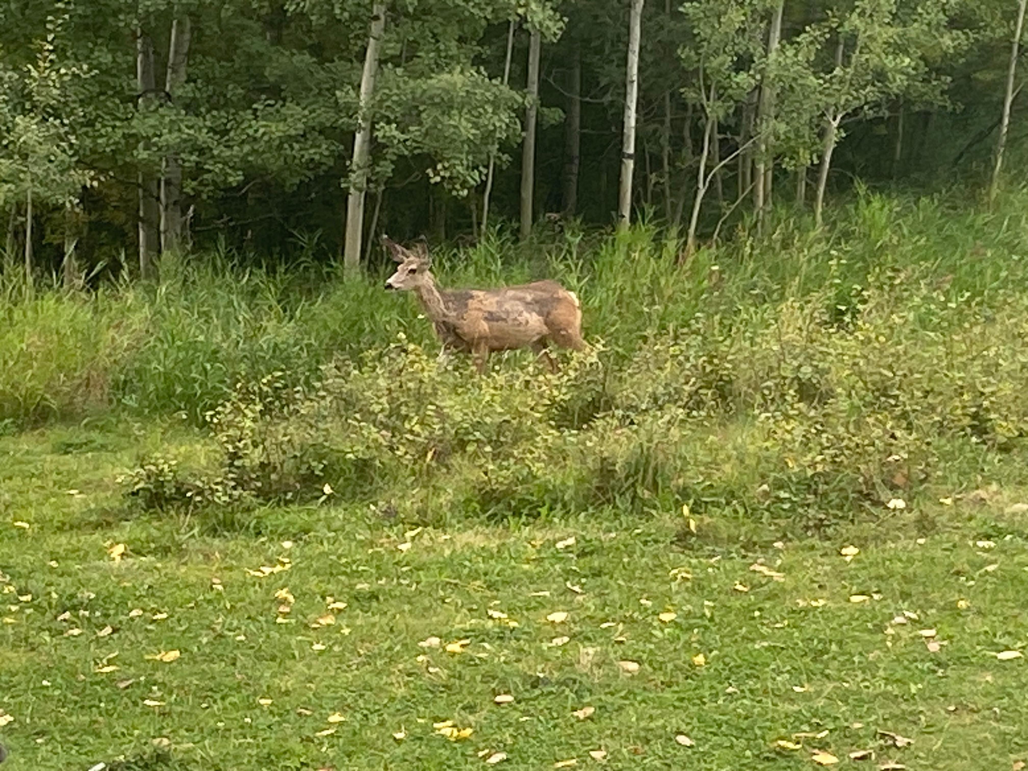 Just wandering around the yard mid afternoon 😮