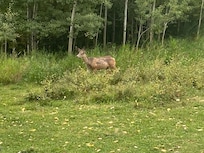 Just wandering around the yard mid afternoon đź