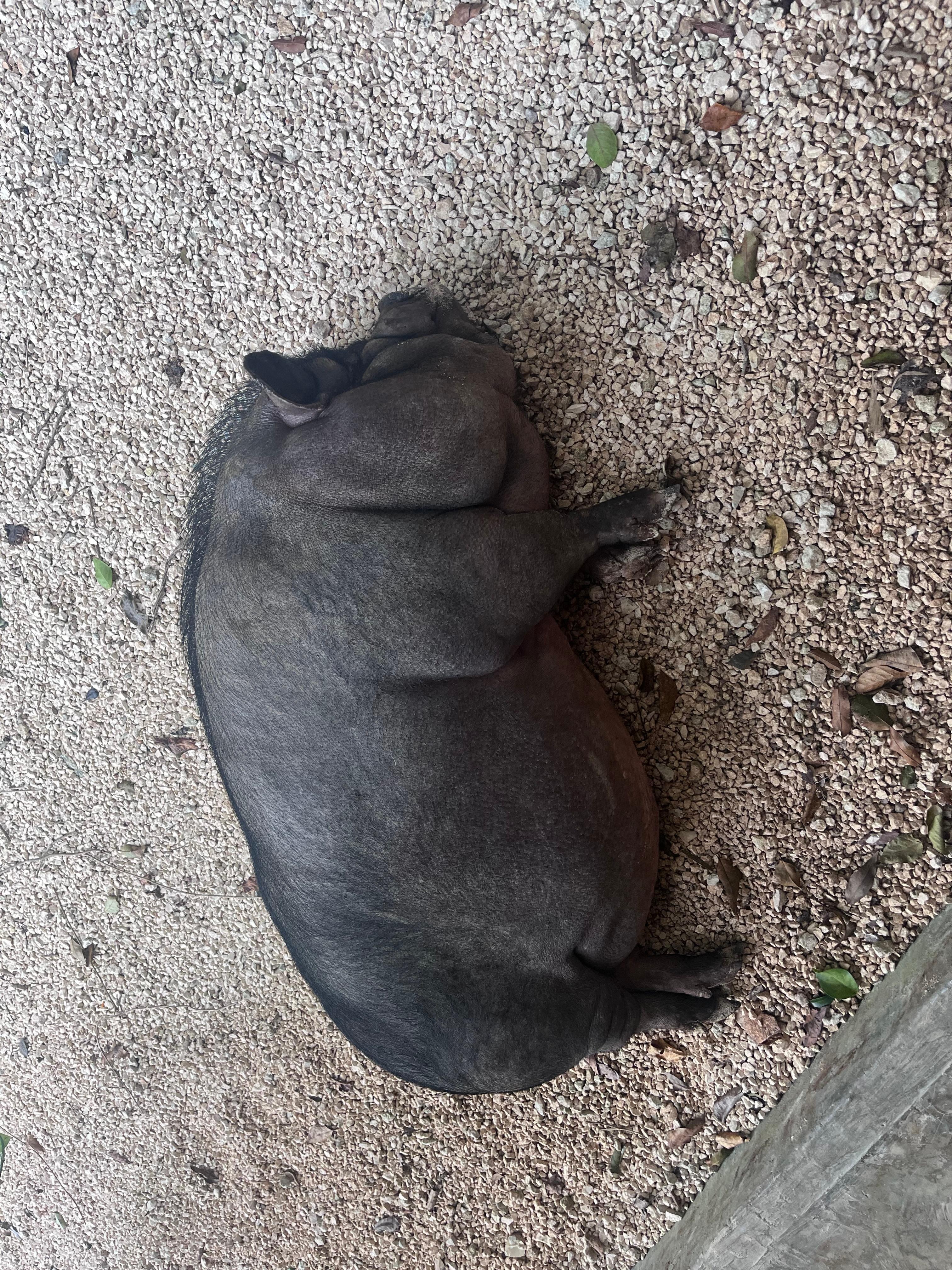 Chorizo fait parti du décor ! 