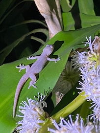 Little Gecko, was hiding in a white flower, so turned white to blend in.