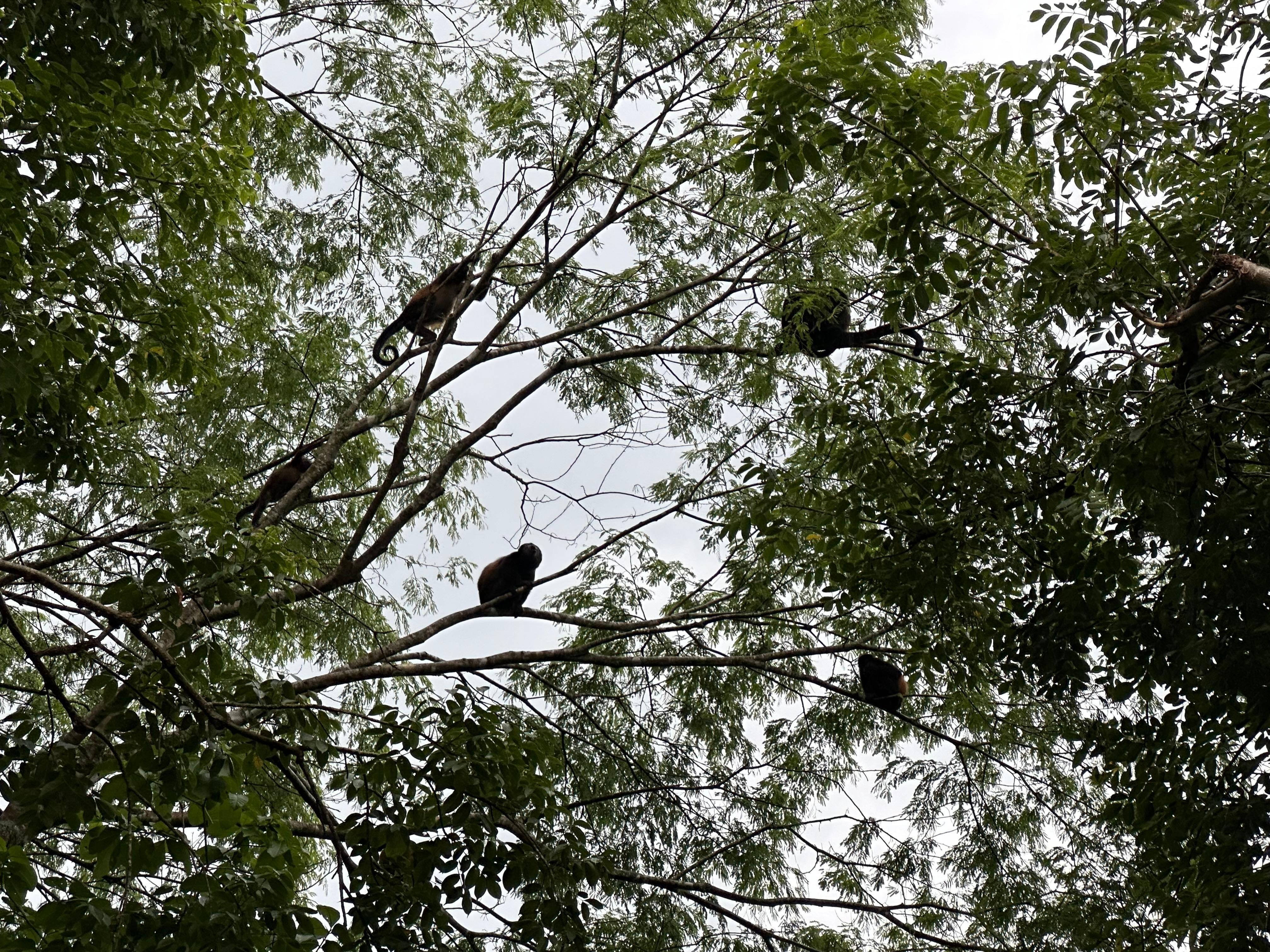 Howler monkeys were fun to listen to and watch in the trees.
