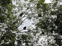 Howler monkeys were fun to listen to and watch in the trees.