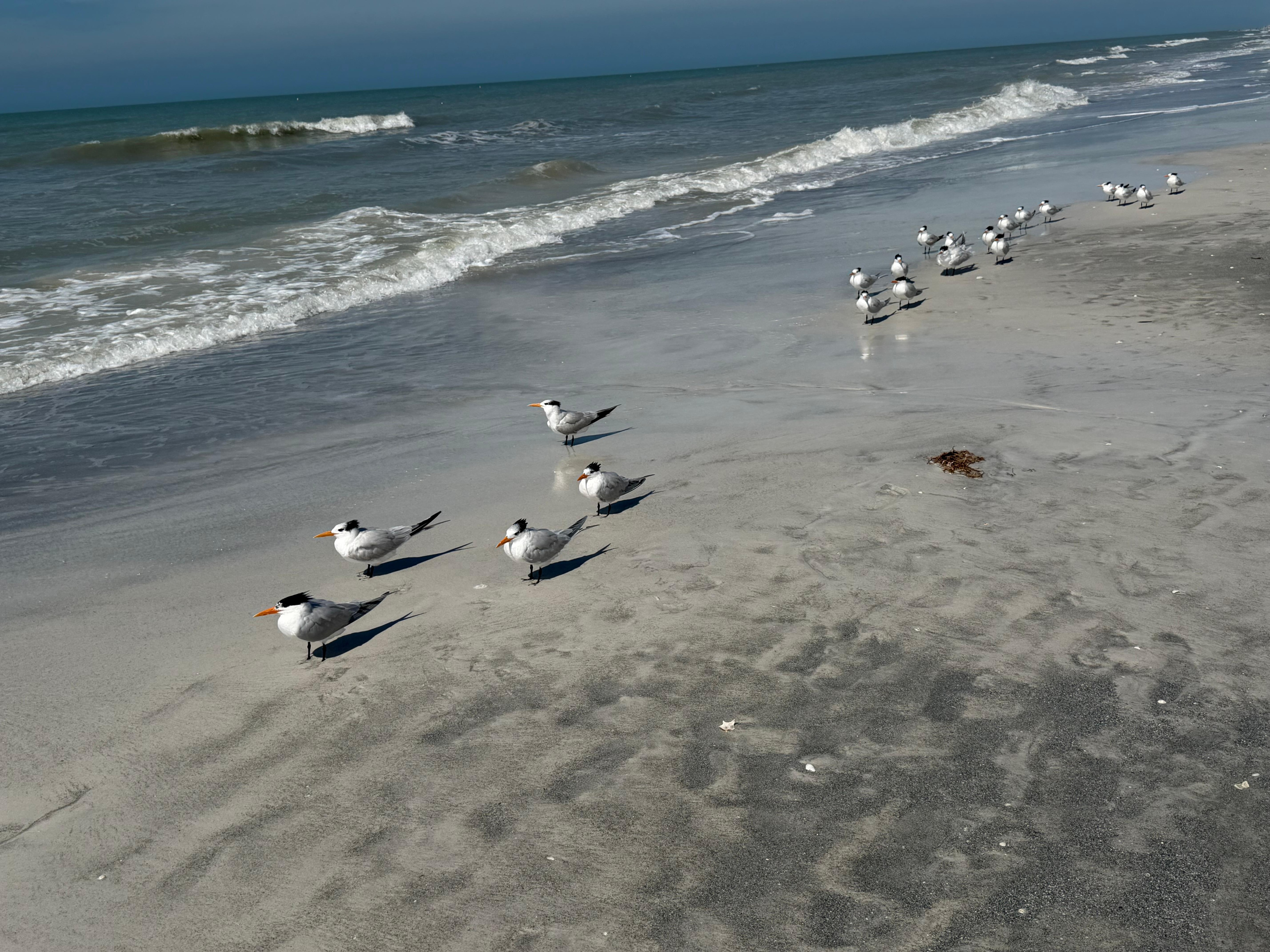 Plenty of birds to see 