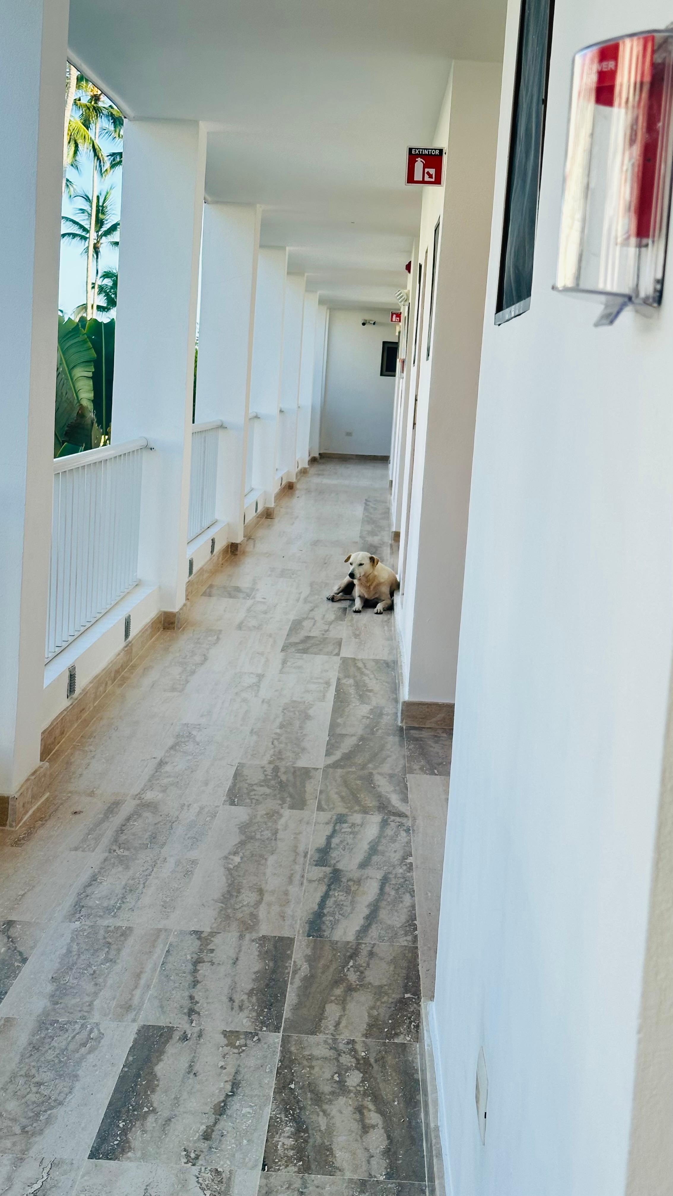 Dogs by the doors of the rooms