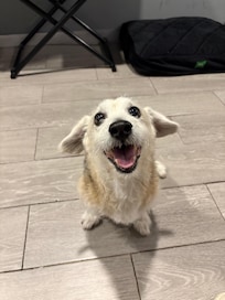 Feliz con su camita prestada.