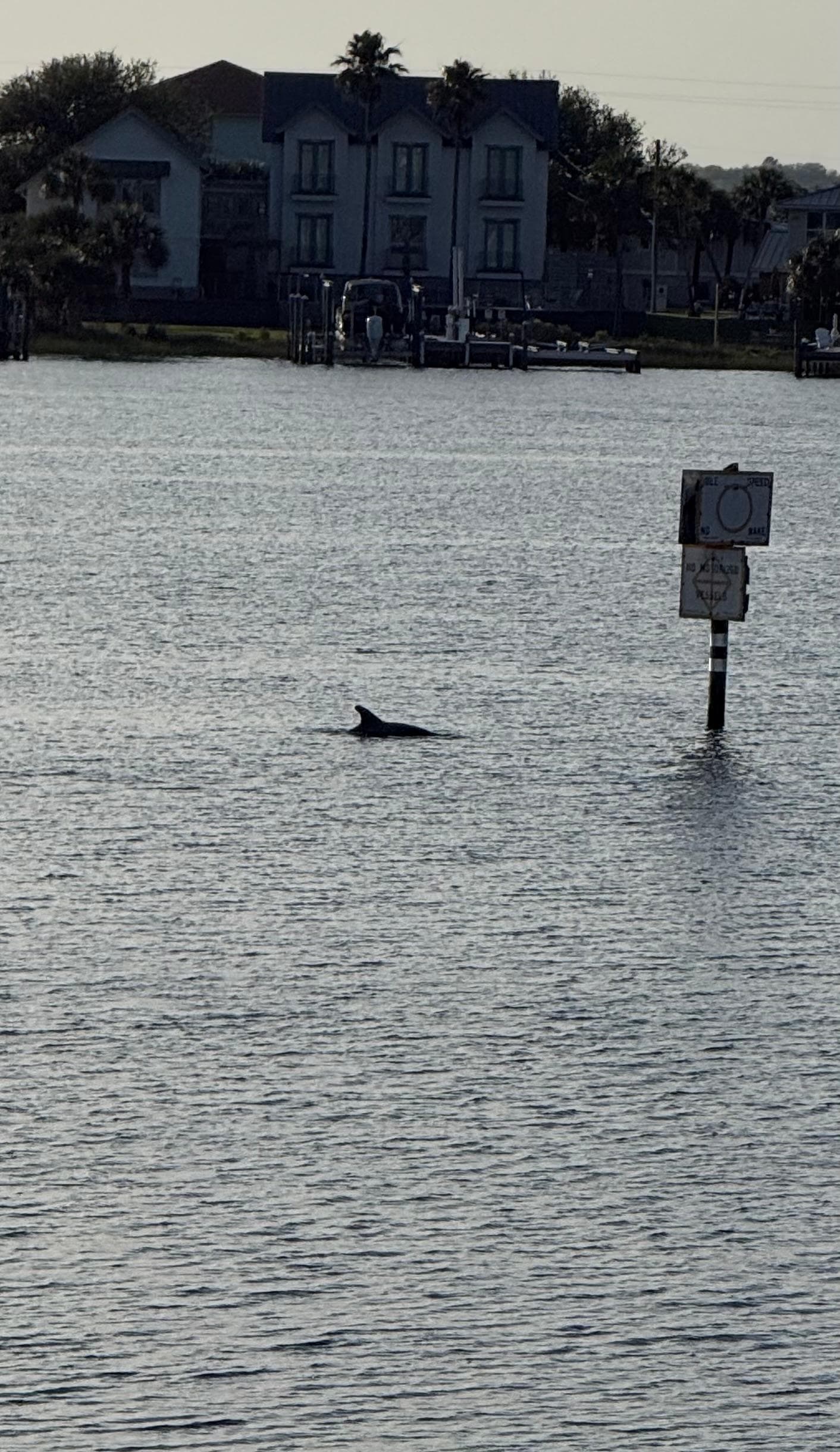 Dolphins seen from balcony