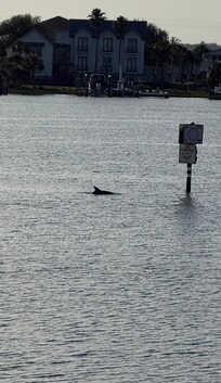 Dolphins seen from balcony