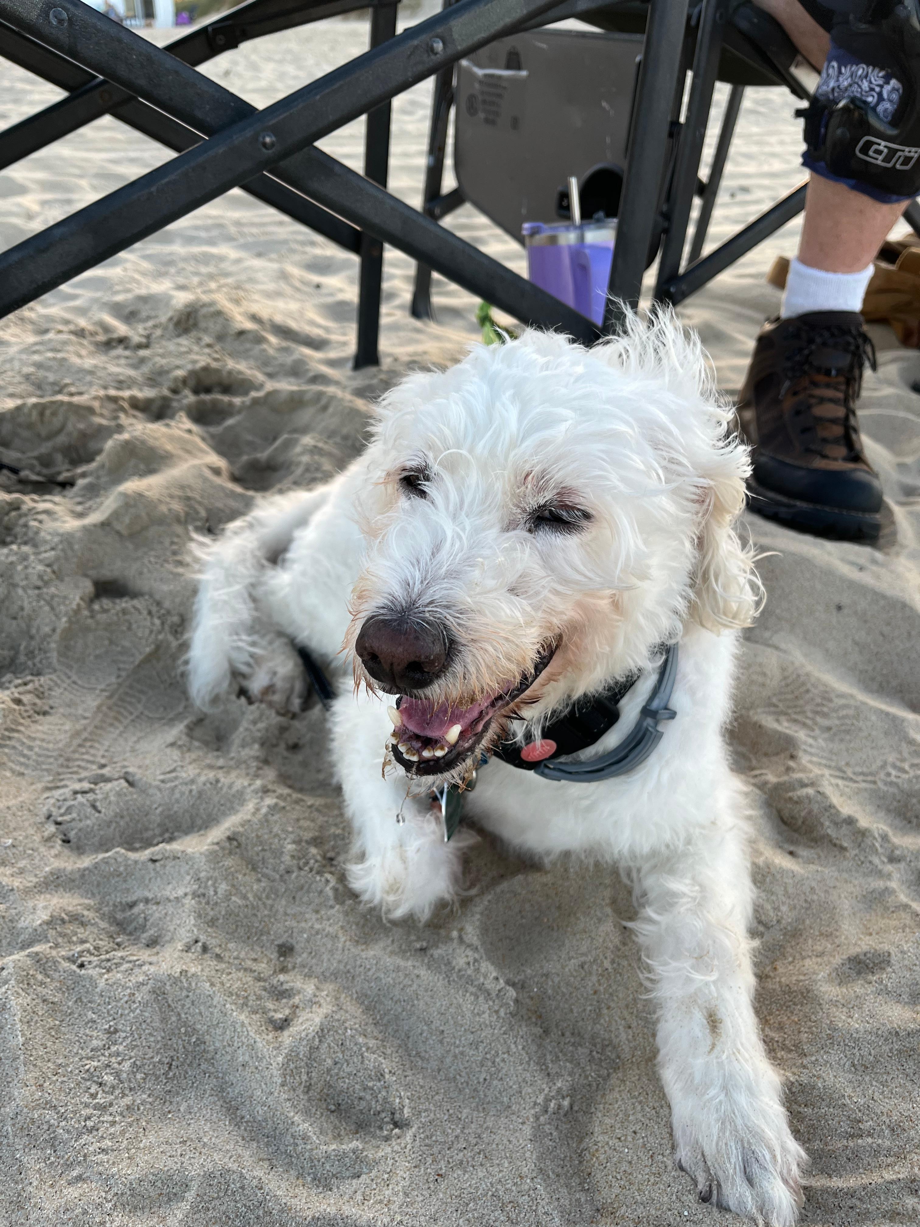 Love that it was dog friendly