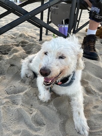 Love that it was dog friendly