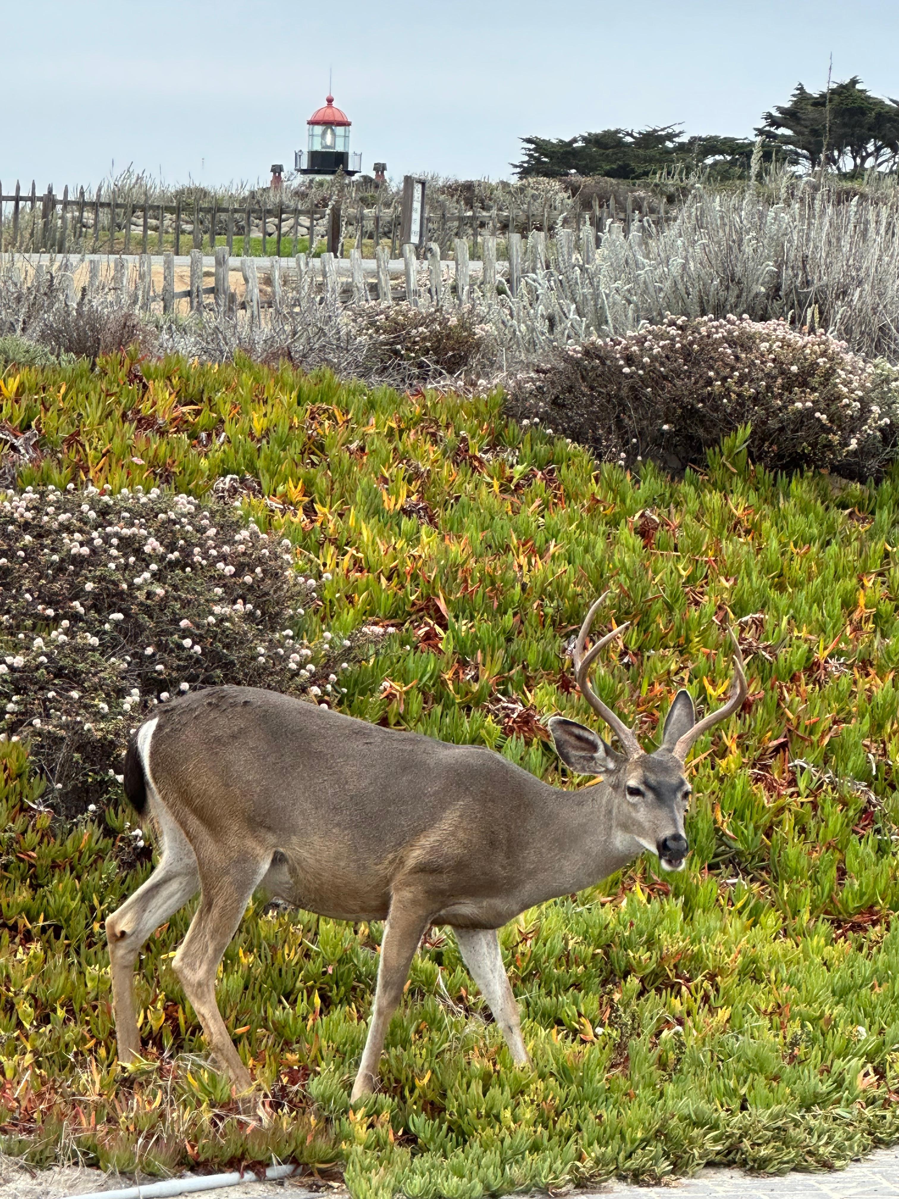 One of several deer who visited us at the home during our stay - fawning season.