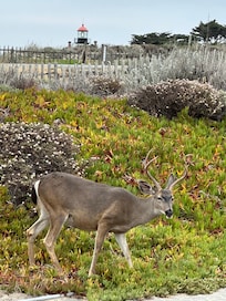 One of several deer who visited us at the home during our stay - fawning season.
