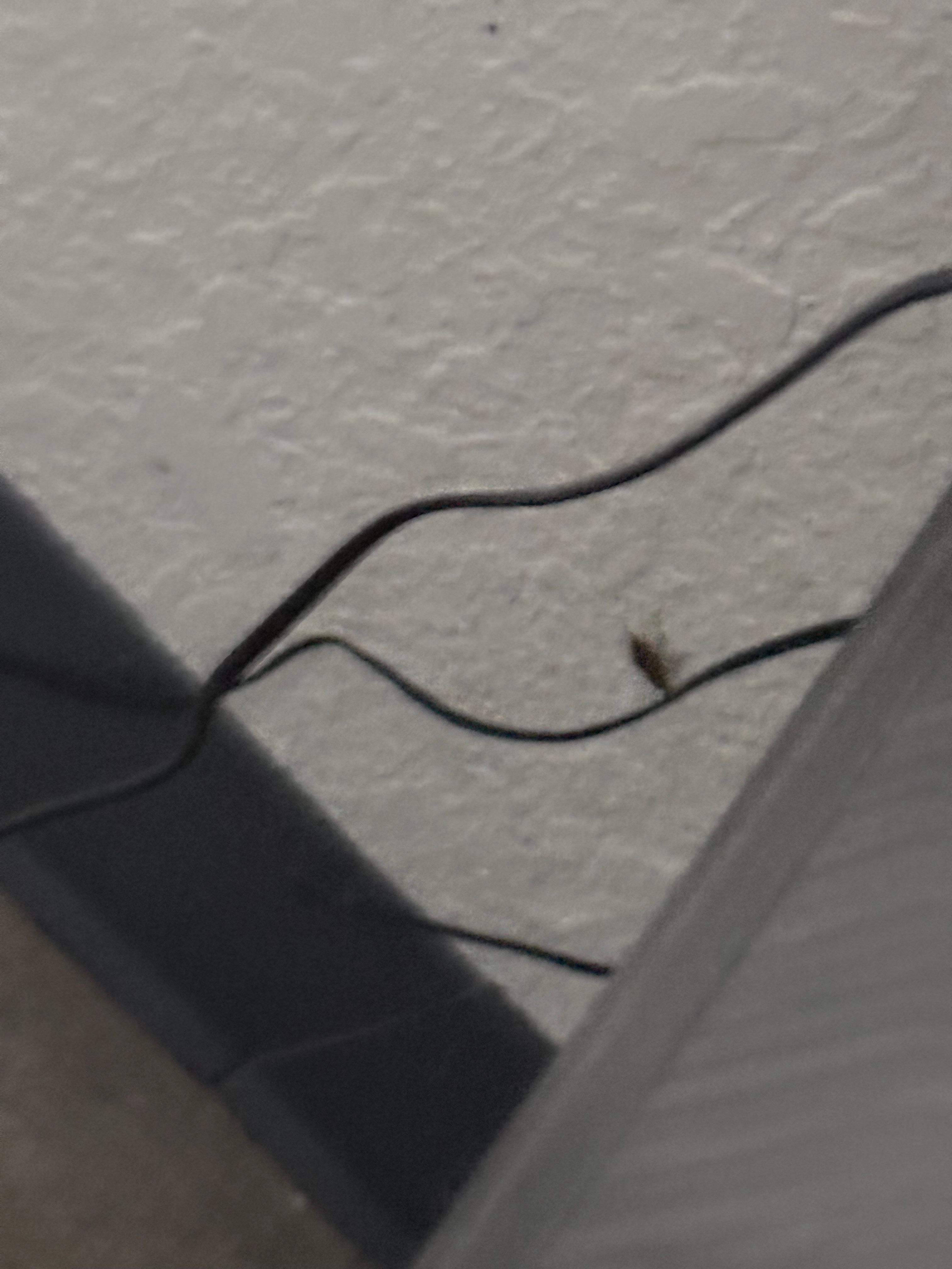 Roaches, I also saw a spider but it blended into it’s background so no photo..,