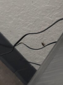 Roaches, I also saw a spider but it blended into it’s background so no photo..,