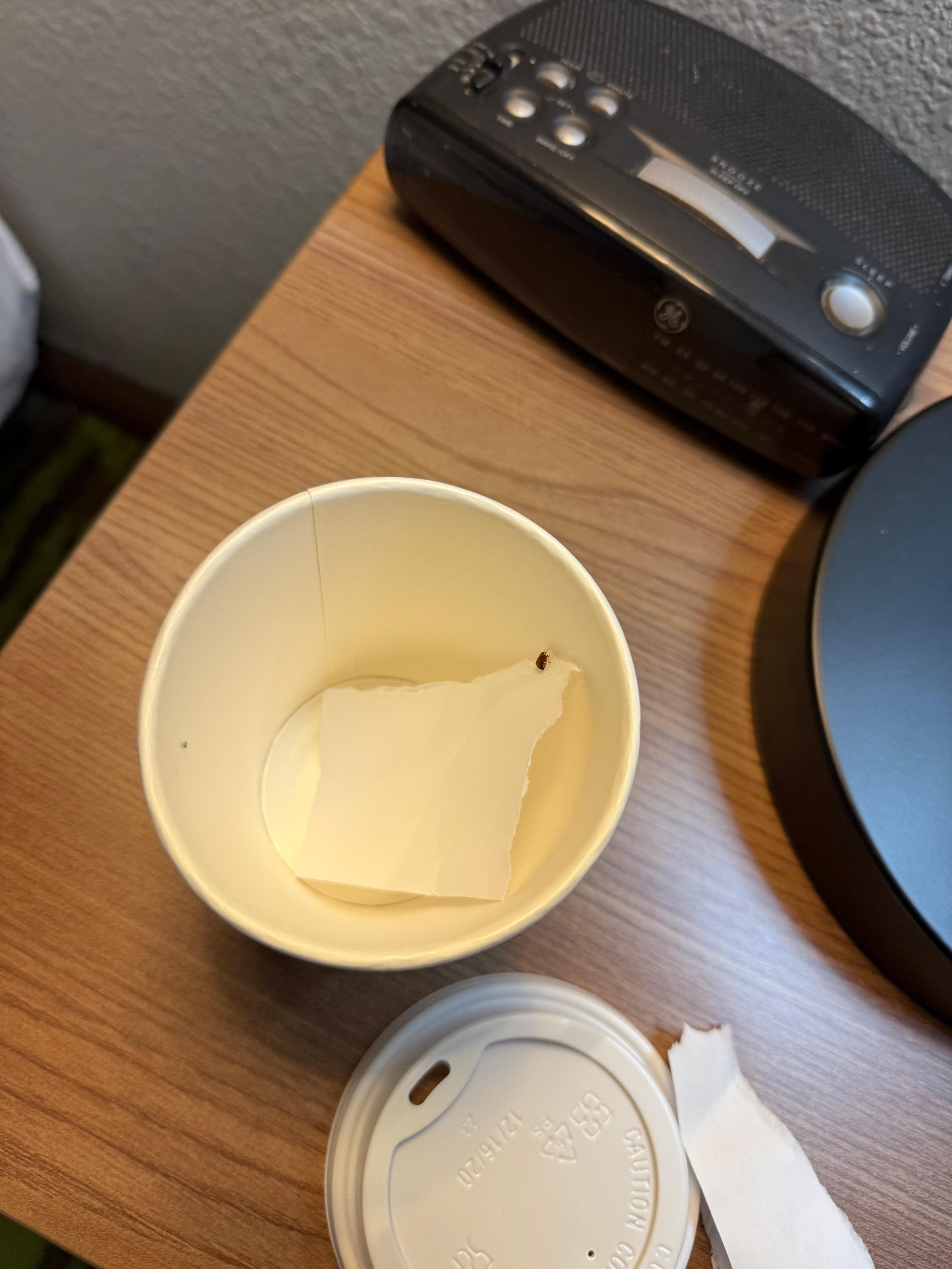Captured bedbug in cup for processing by staff.