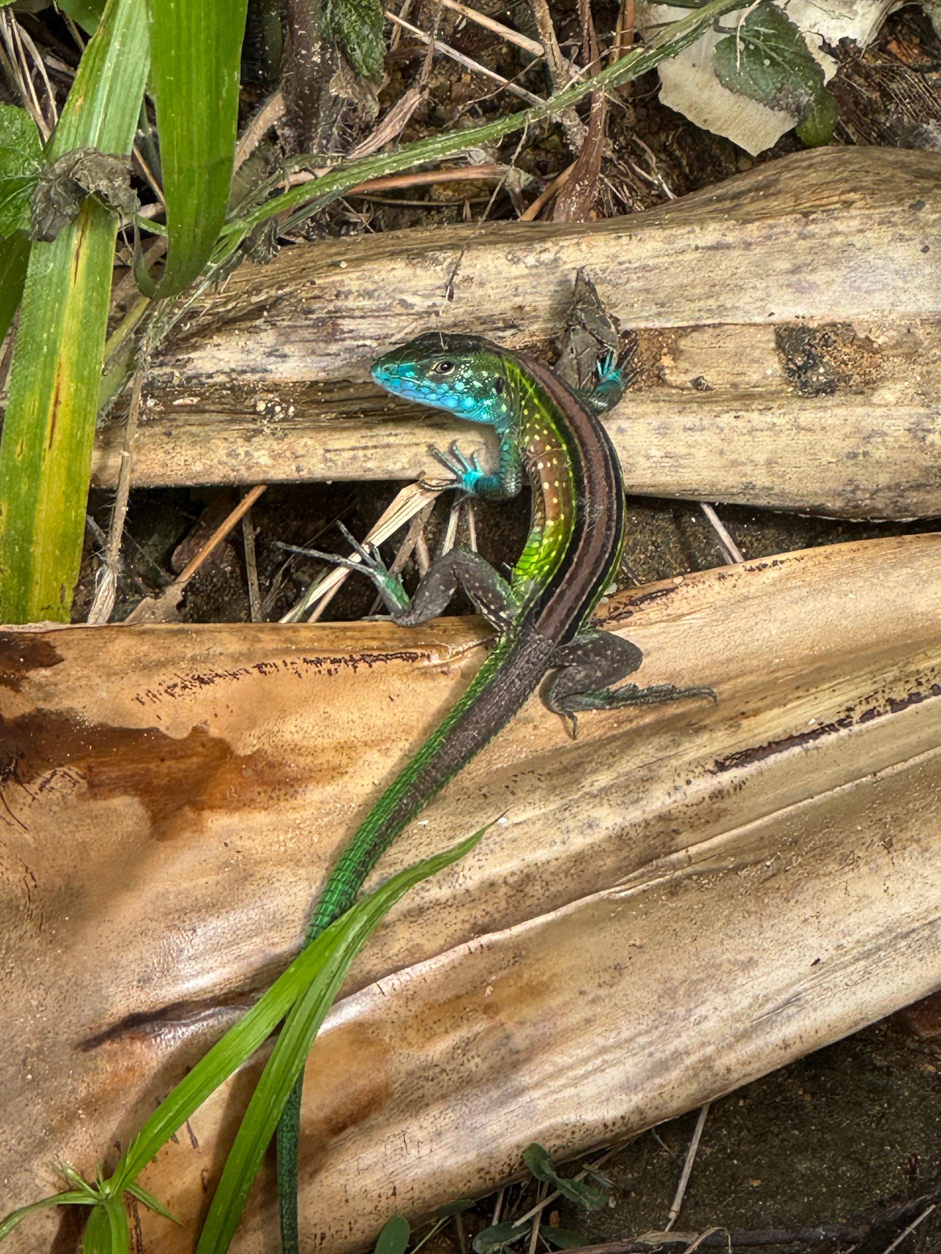 Colorful critters. 