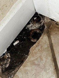Where the world’s fastest cockroaches will slide in and out from under baseboard ( RAID will solve this issue for sure)
