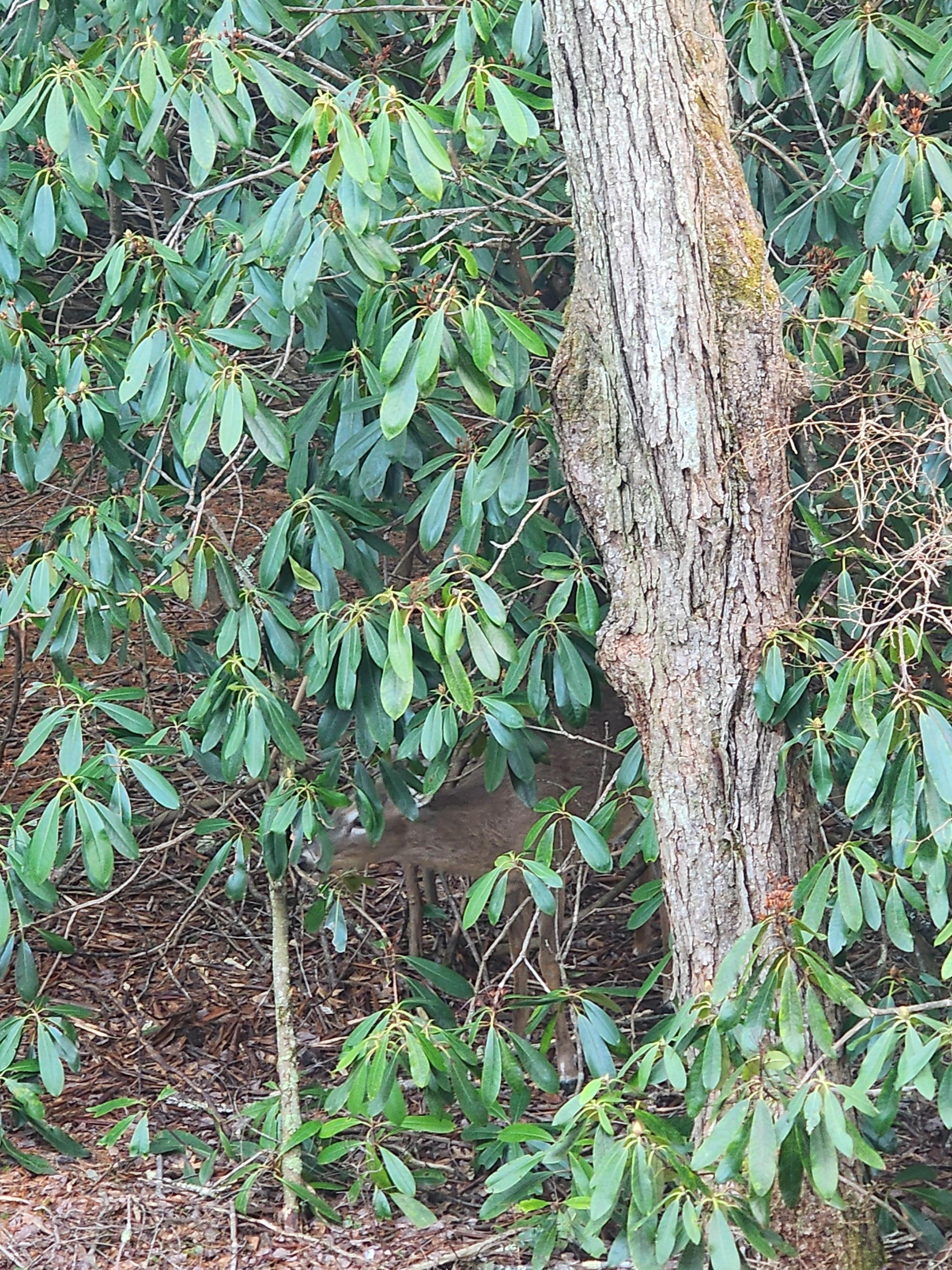 One of a couple of deer we saw. Also had a fox and black bear wonder through while we were there.