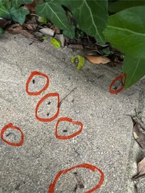 Droppings on path