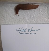 Slug came through A/C unit