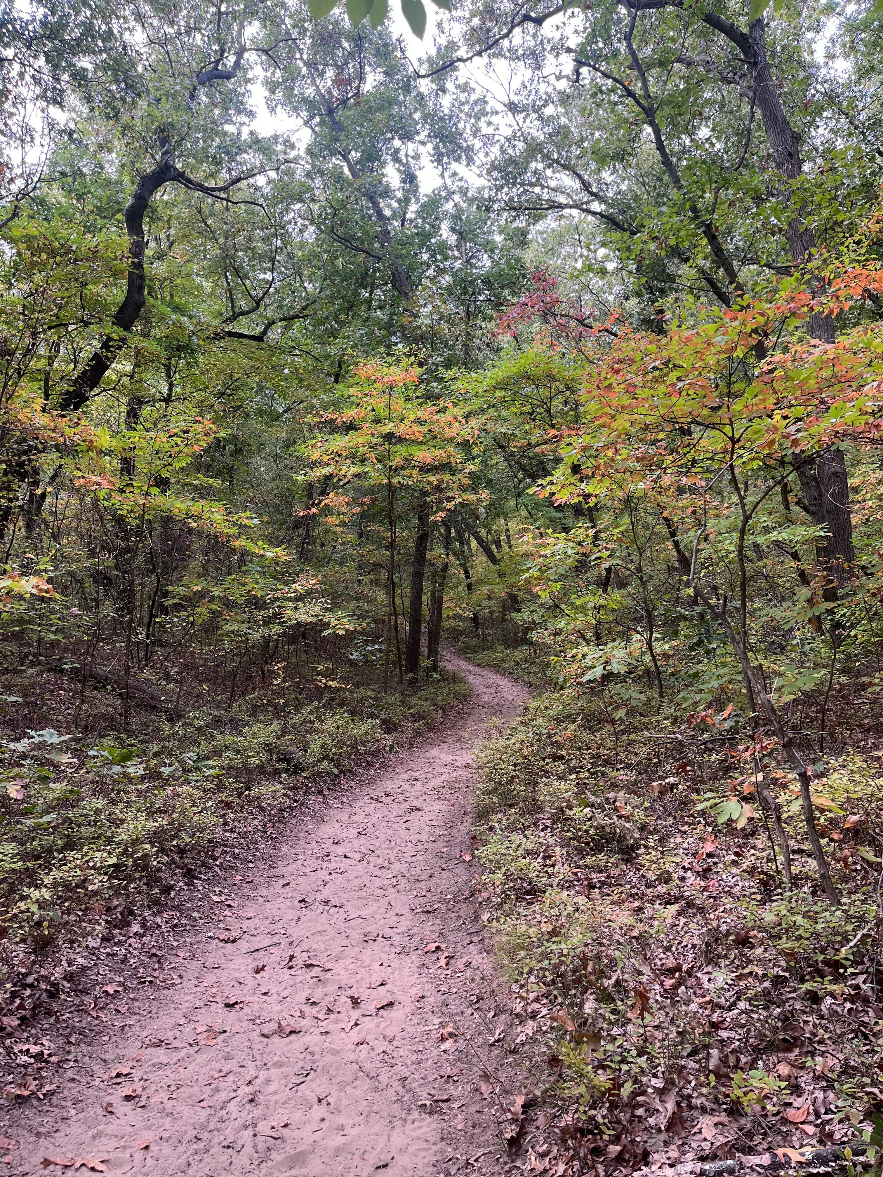 Trail 9 at Indiana Dune State Park