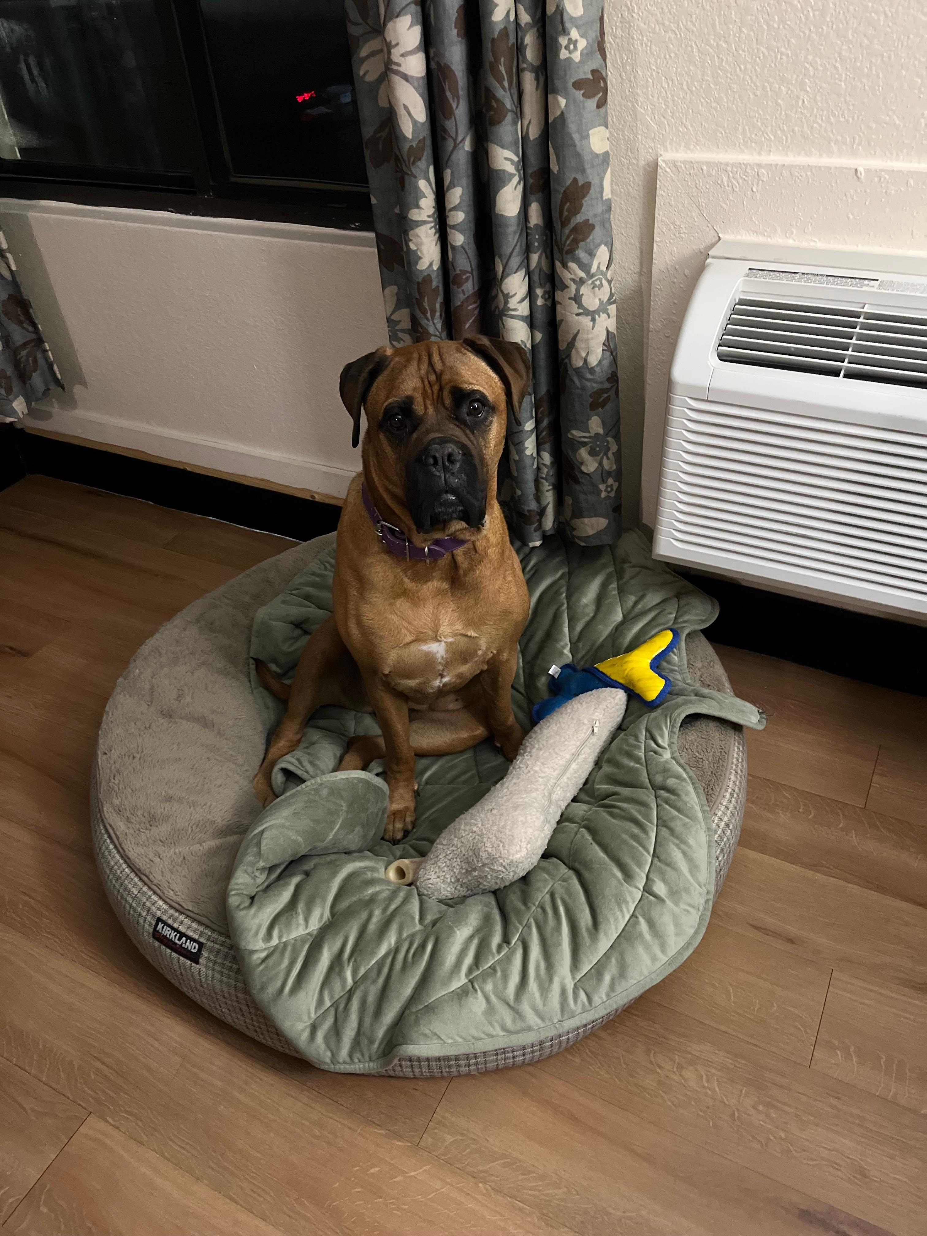 Dog feeling welcome and cozy at Red Roof Inn.