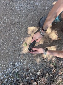 found the cutest baby turtle in the Park