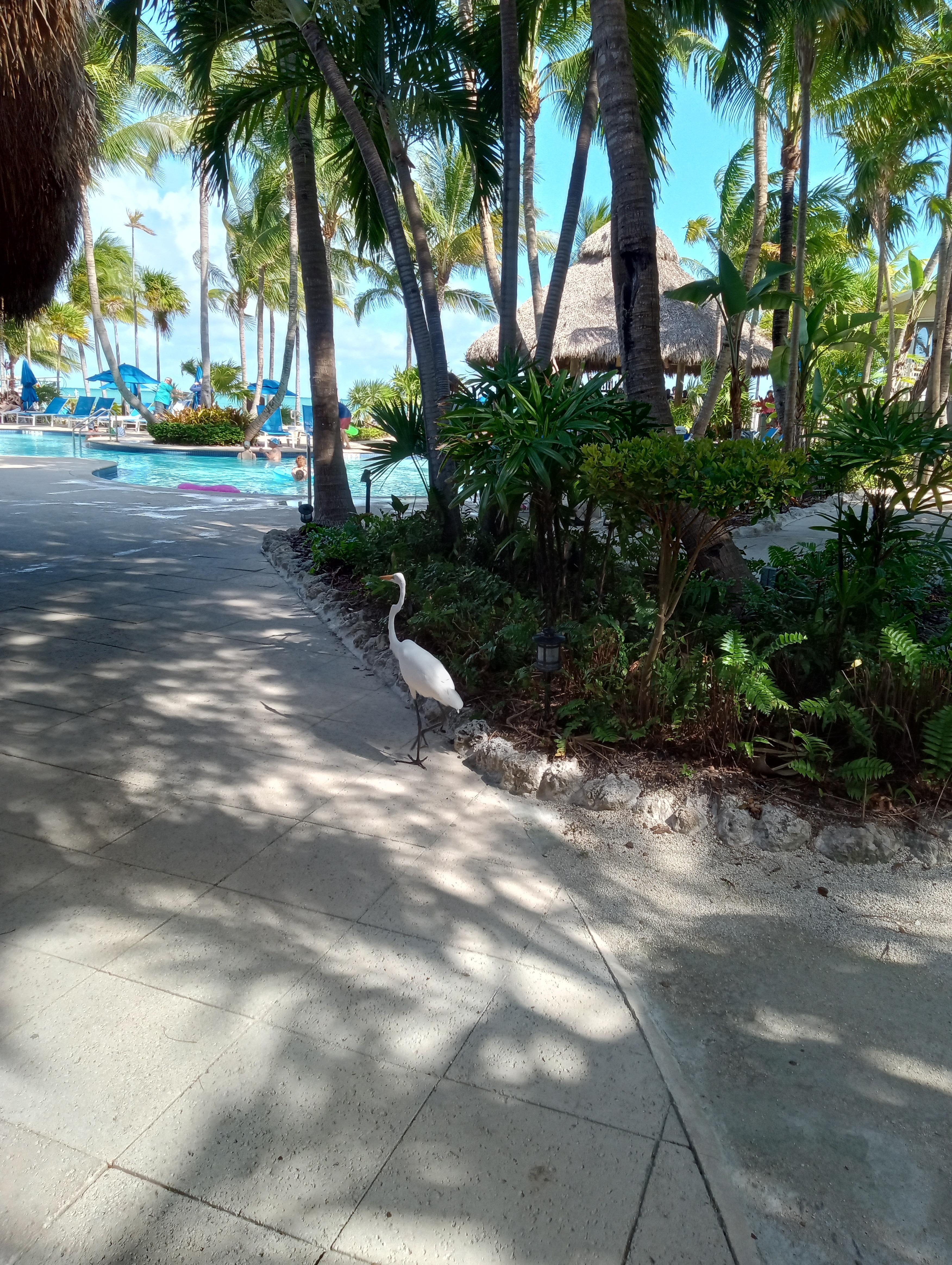 Pool area