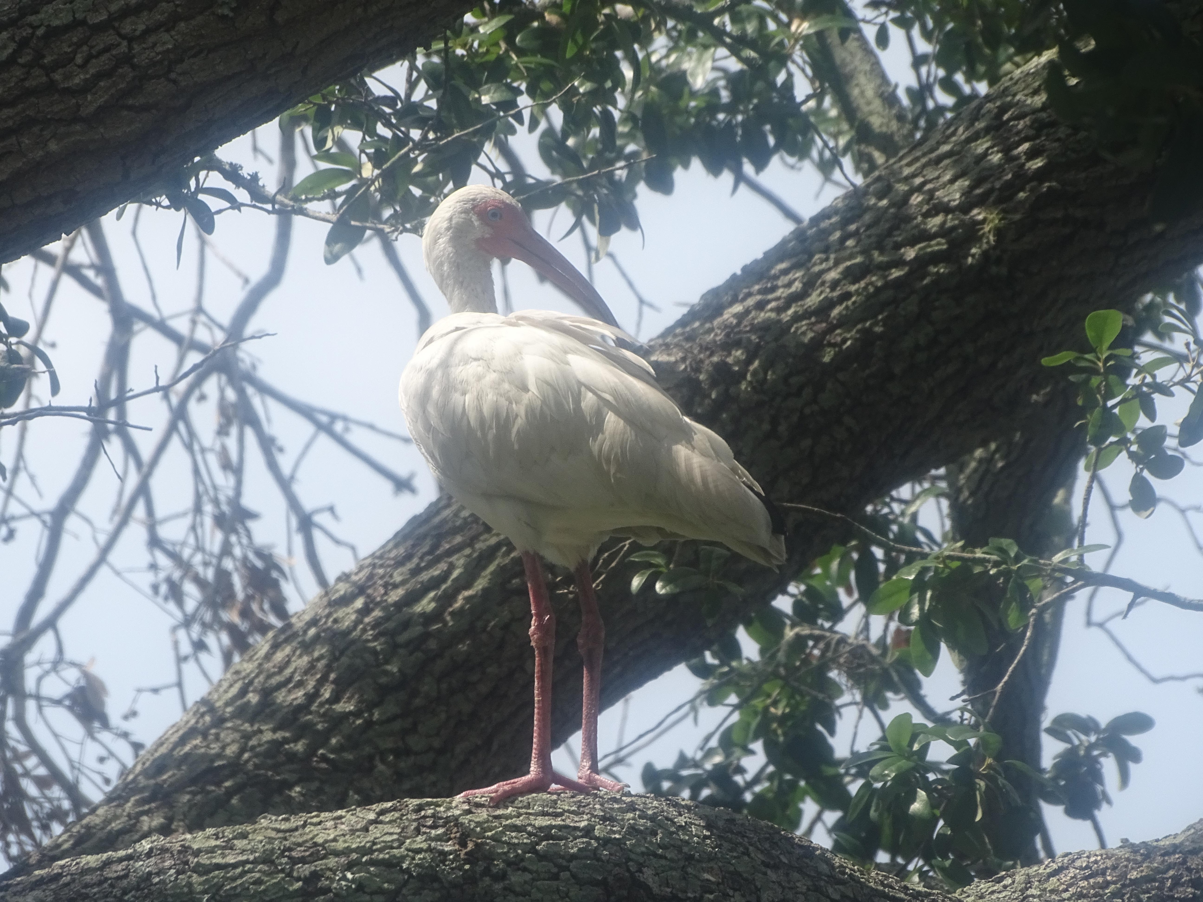 If Larry wasn't in the tree then the White Ibis could be seen there.