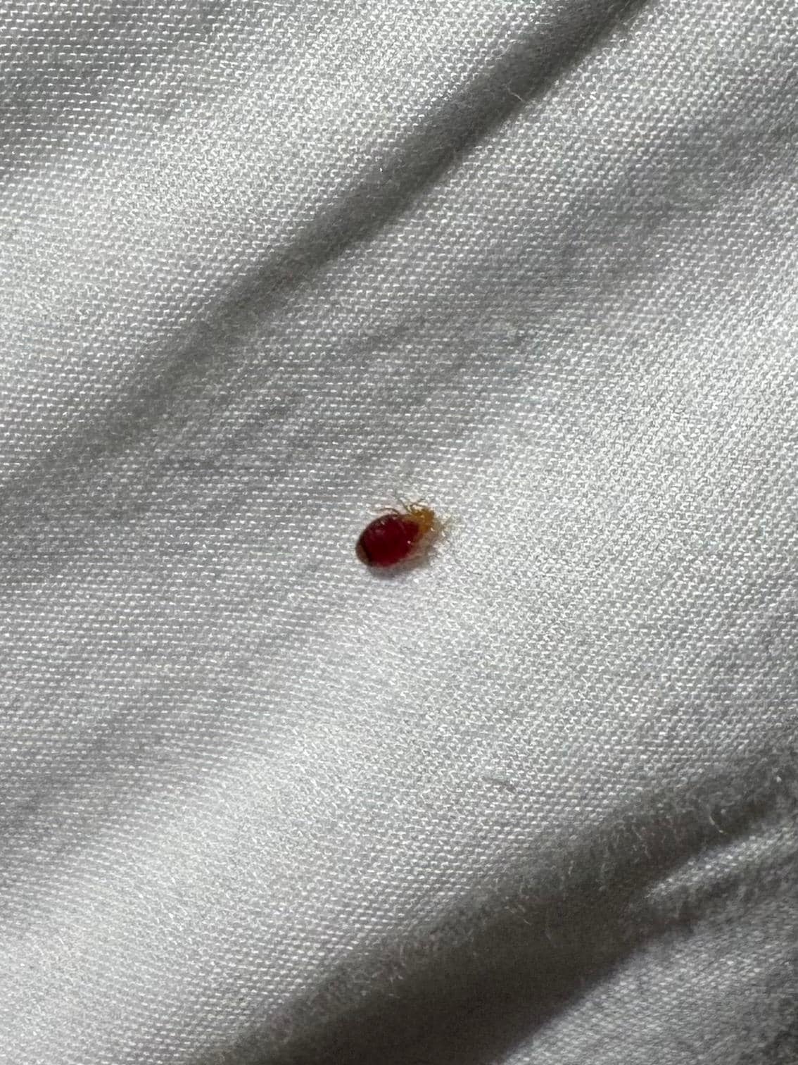 Cuddly friend to share the bed with. 