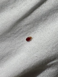 Cuddly friend to share the bed with.