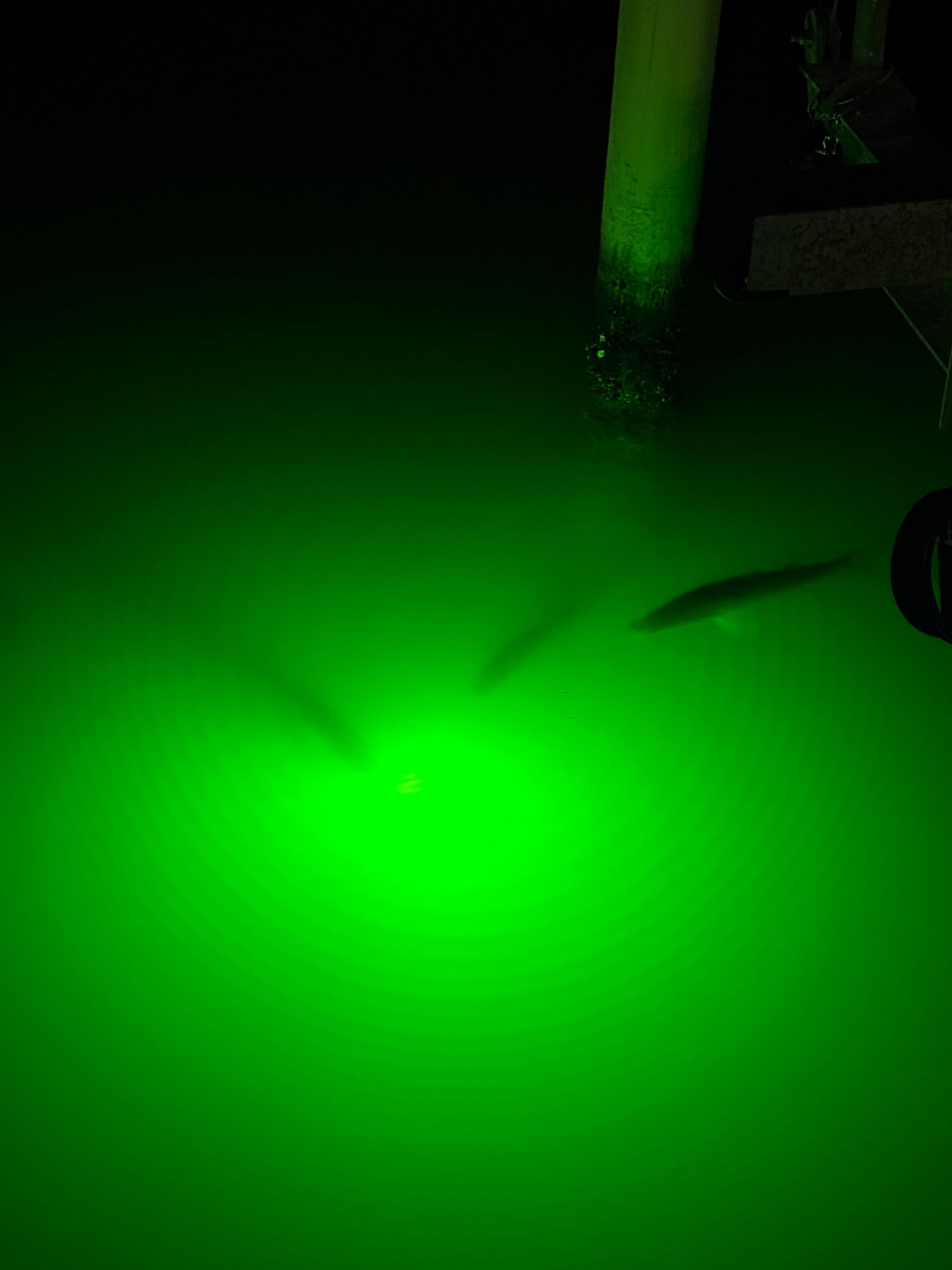 Several Snook every night.