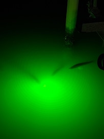 Several Snook every night.