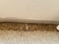 Mold by the window