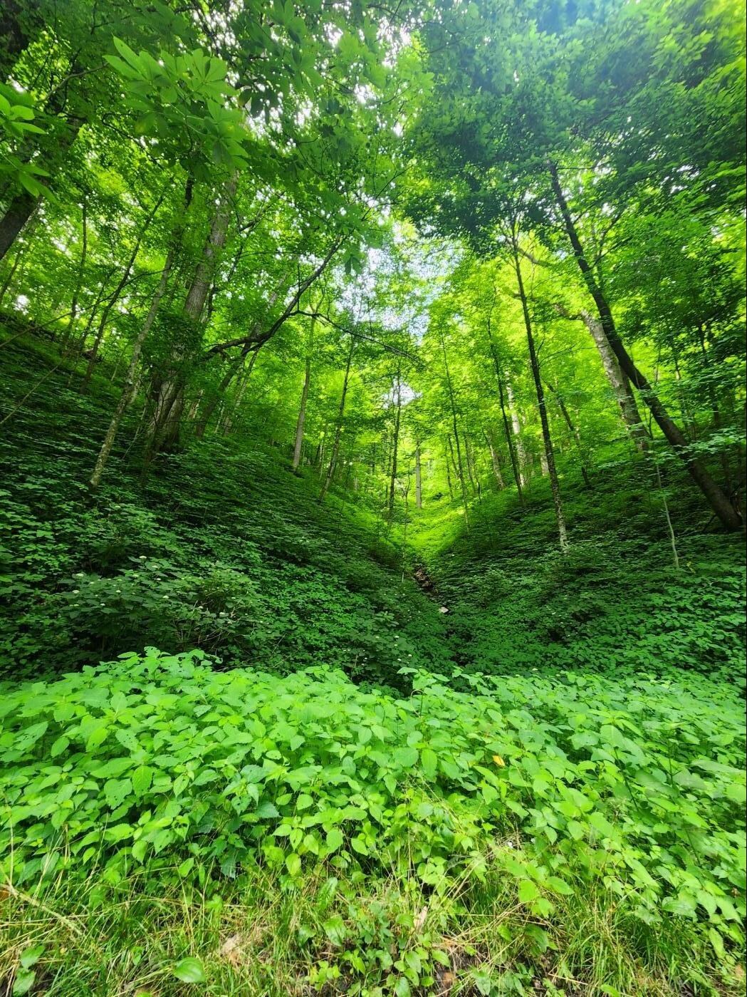 Nearby Roaring Forks loop