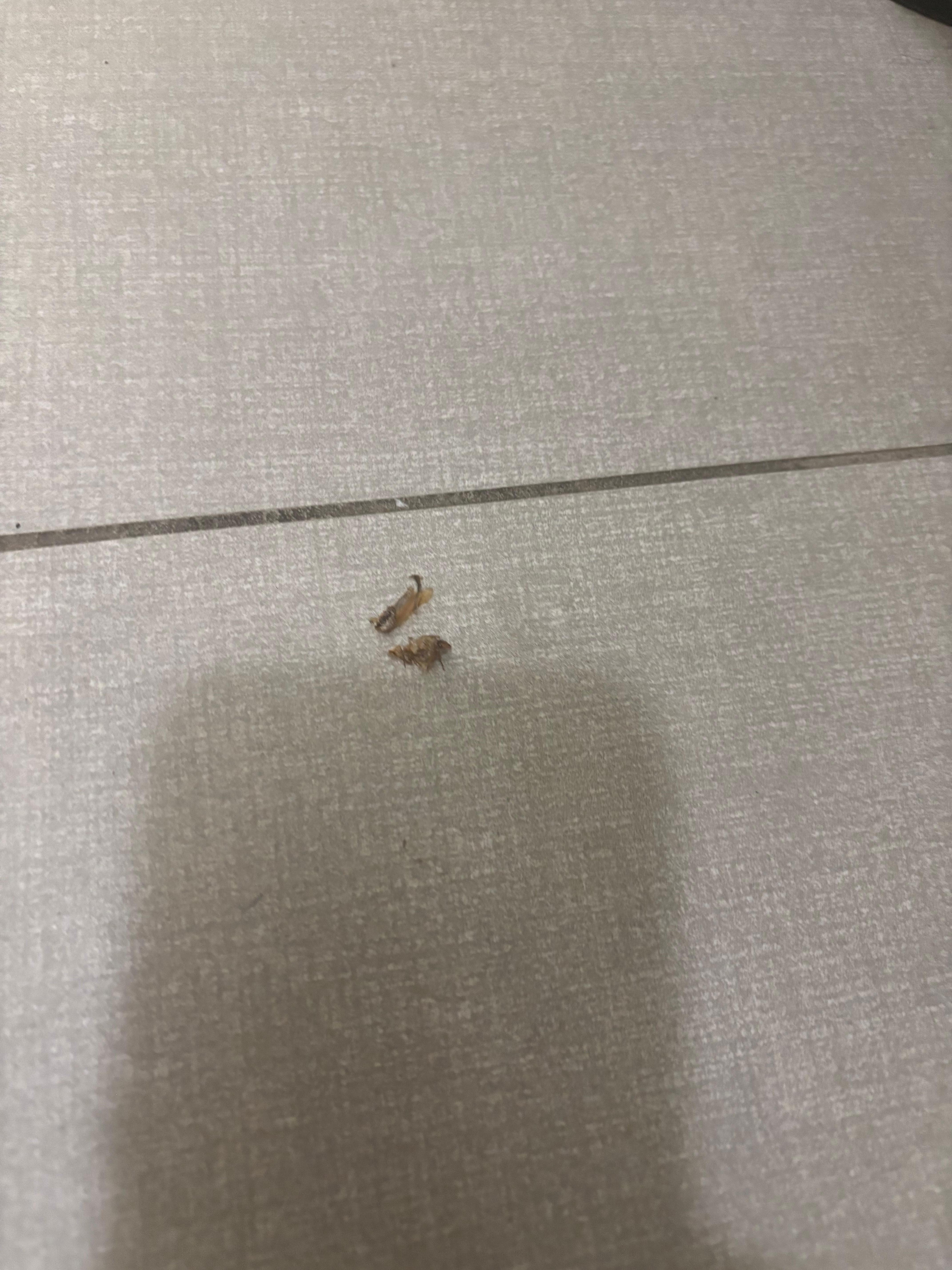 1 of 12 cockroaches that was seen, smashed