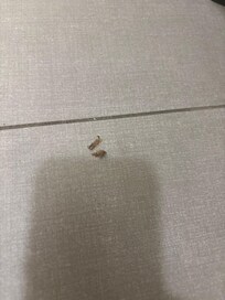 1 of 12 cockroaches that was seen, smashed