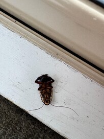 Dead cockroaches