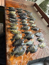 Caught these on the St John’s River