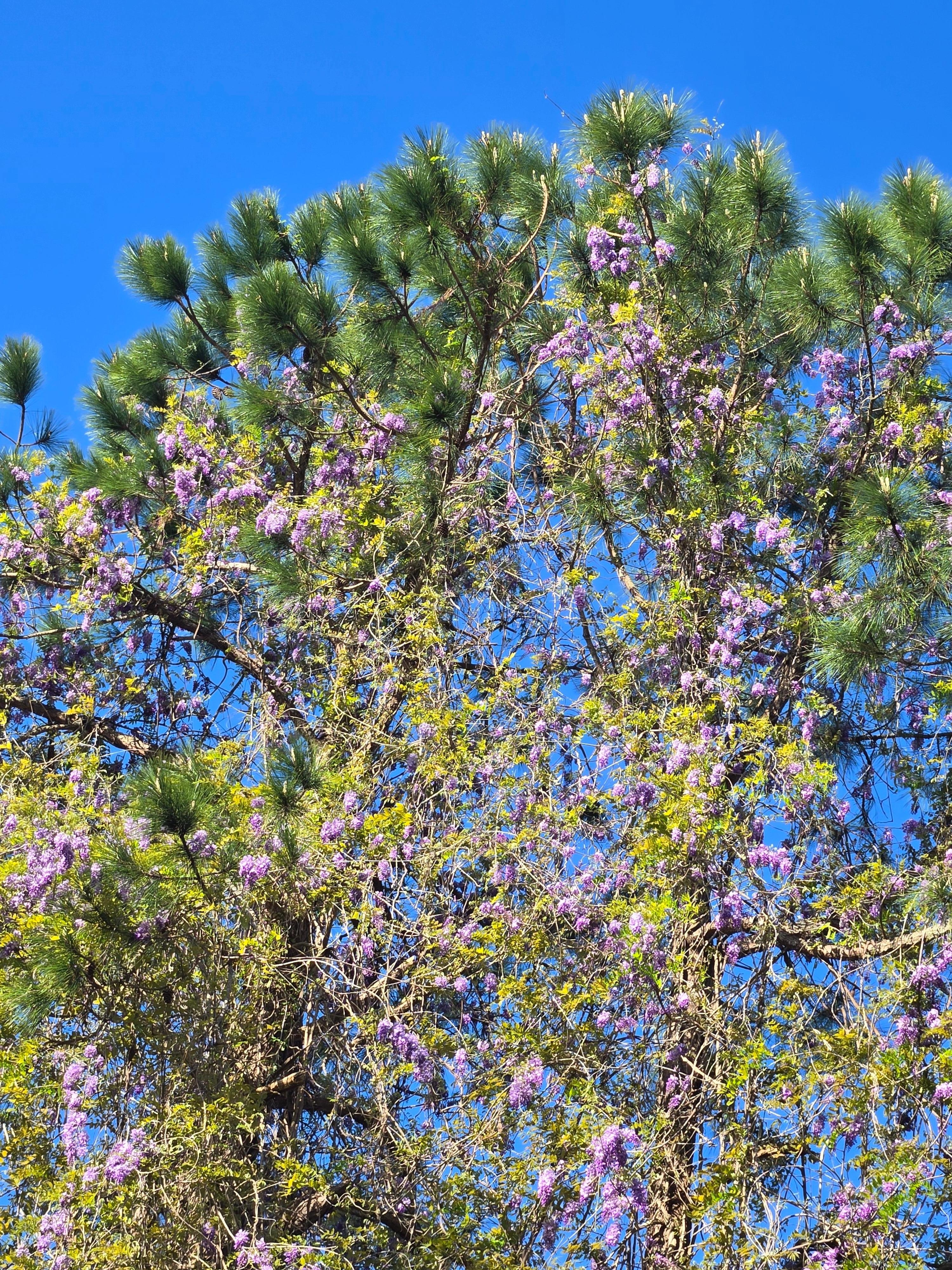 Wisteria in bloom